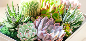 The Ultimate Guide to Succulents: Care, Propagation, and Styling